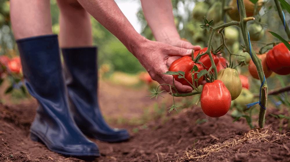 Tomato Millionaires