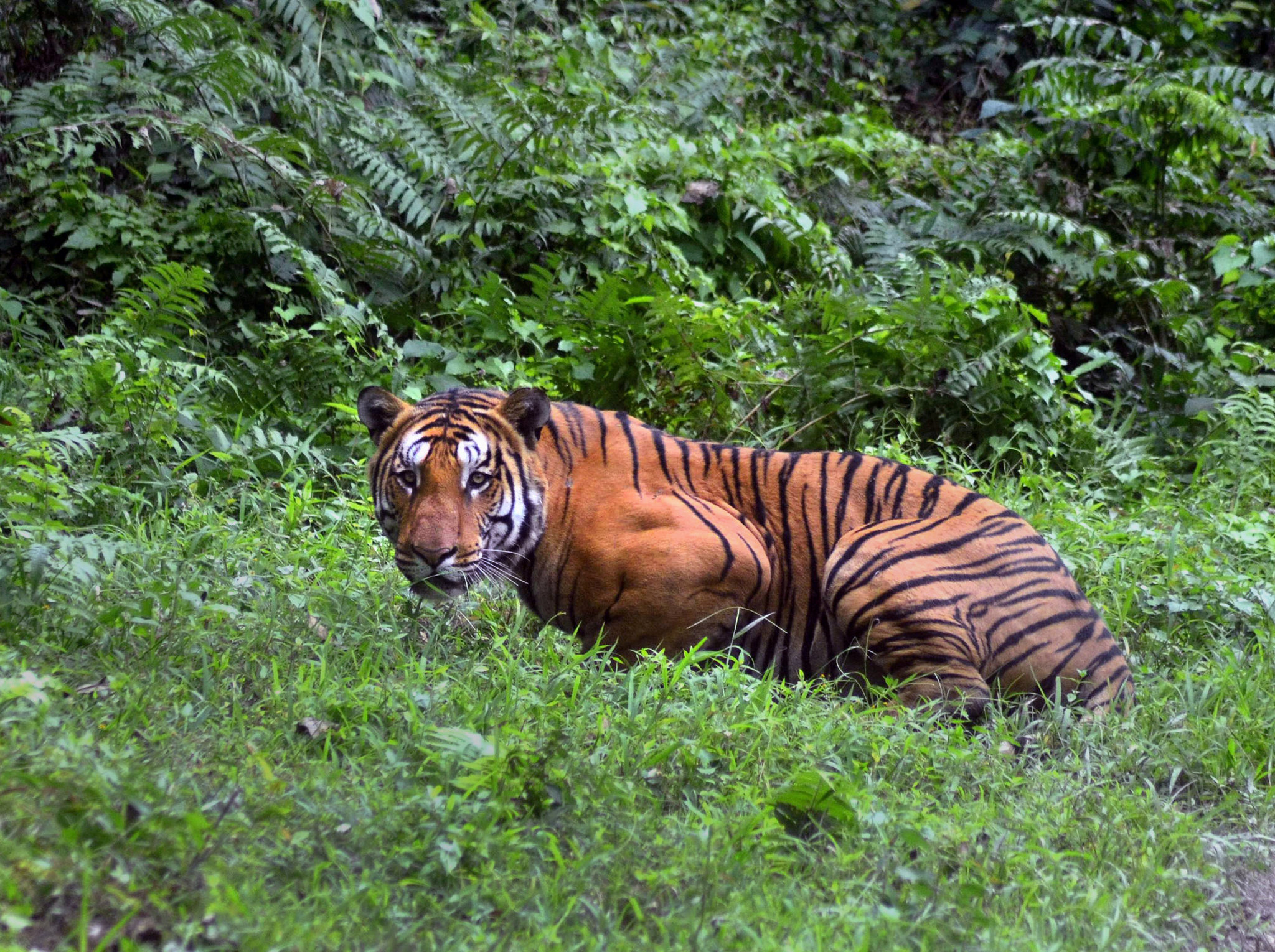 Decoding the Methodology Behind Counting Tigers in the Wild