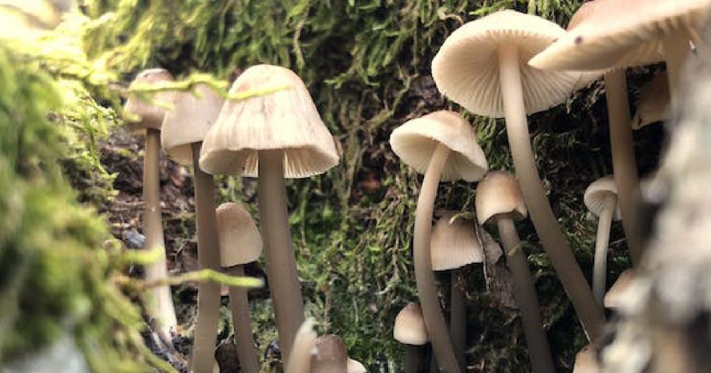 3 Dead After Eating Wild Mushrooms Served By Daughter-In-Law In Australia