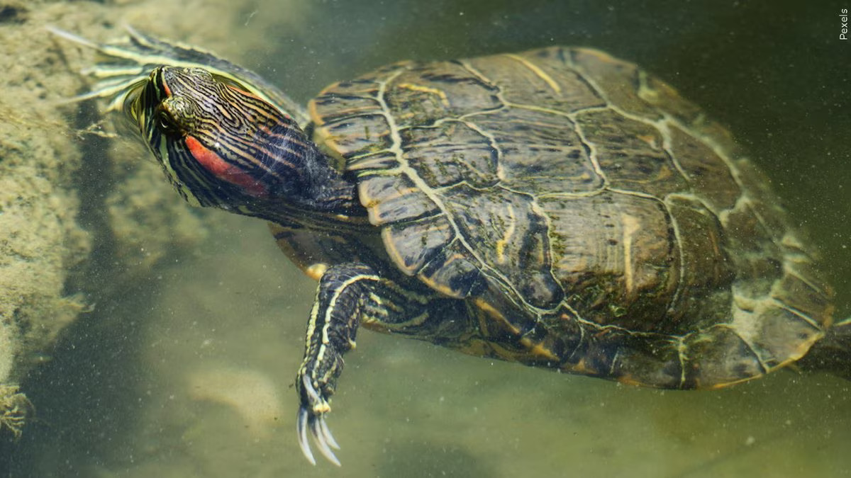 C.D.C. Issues Warning Amid Salmonella Outbreak Dont Kiss or Snuggle Your Turtle