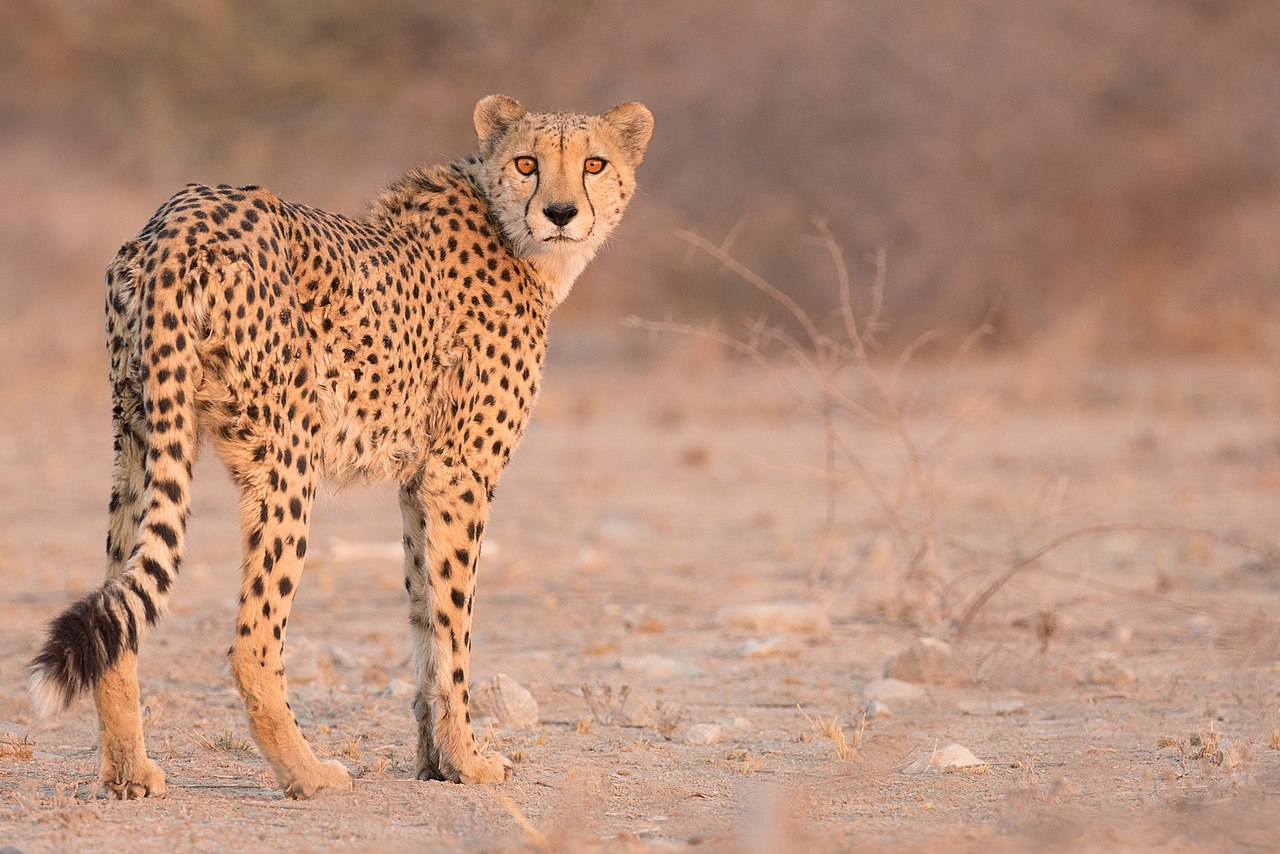 Cheetah