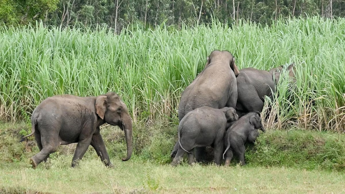 Forest Minister Announces Rise in Elephant Population in Karnataka