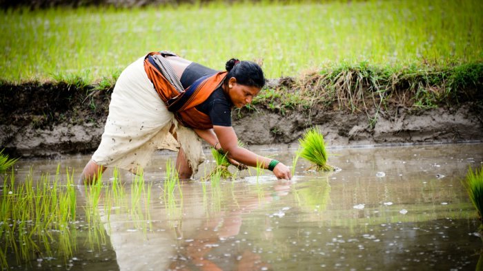 India's Unemployment Rate Falls in July Due to Farm Demand