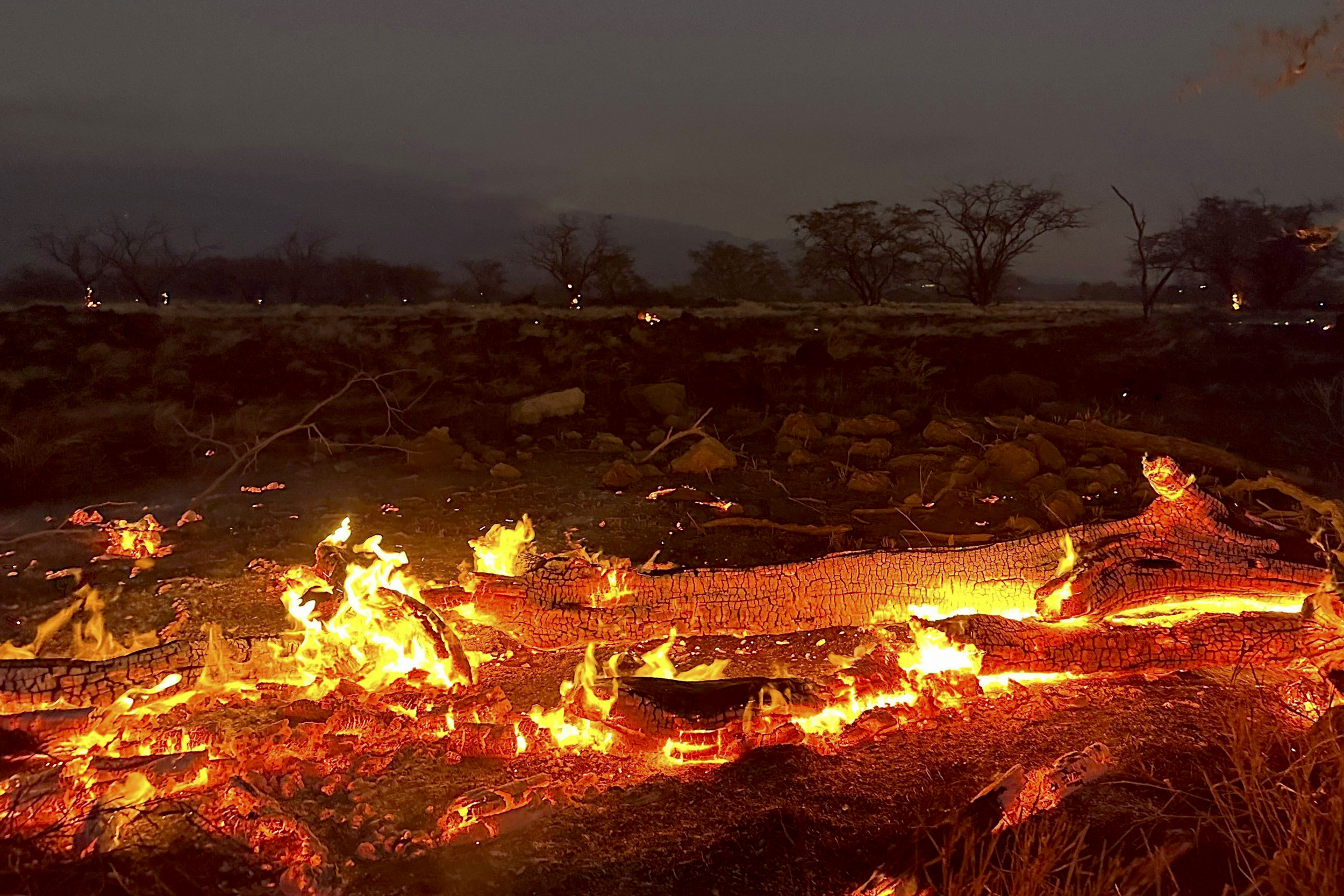 Invasive Plants Identified as Catalyst for Intensifying Maui Fires