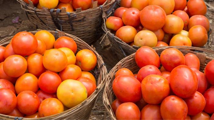 Government Urged to Provide Guidance to Farmers Amidst "Tomato Rush"