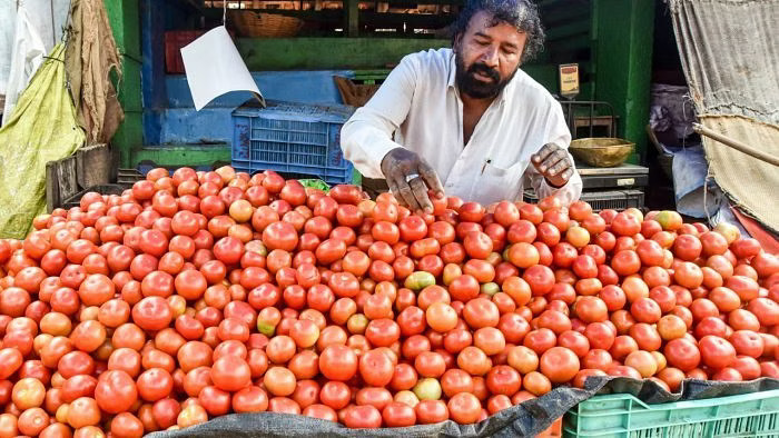 Tomato prices fall to Rs 20