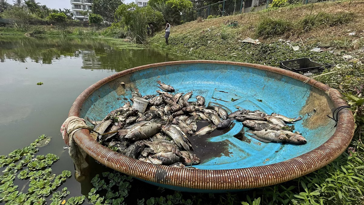 Fish Yield