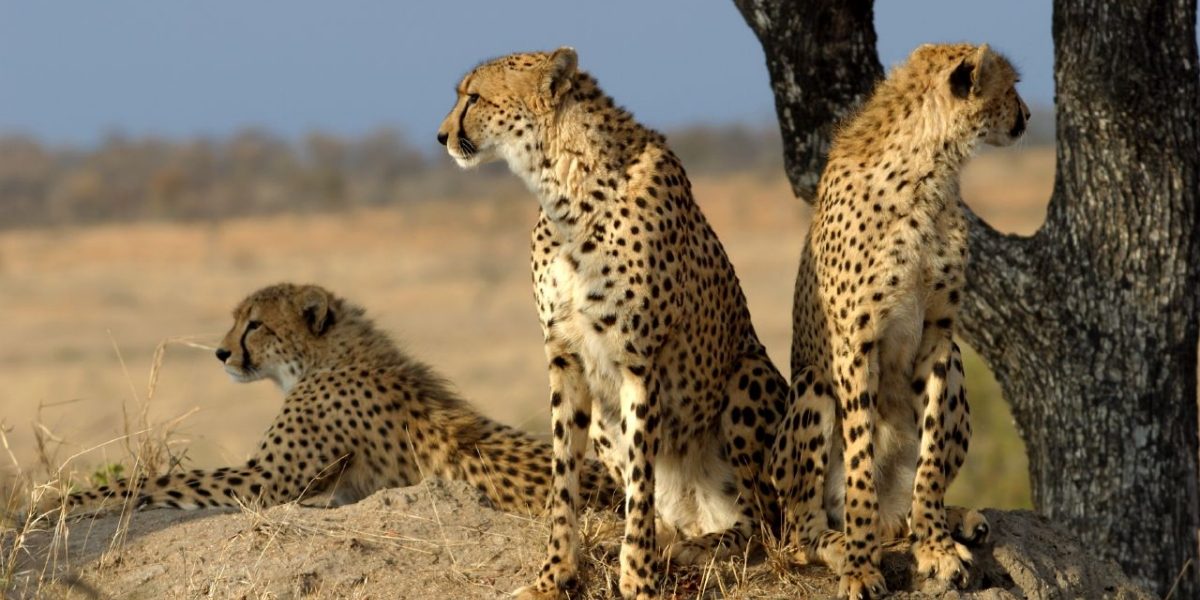 Reevaluating the Reintroduction of Cheetahs: Do We Deserve the Cheetah?