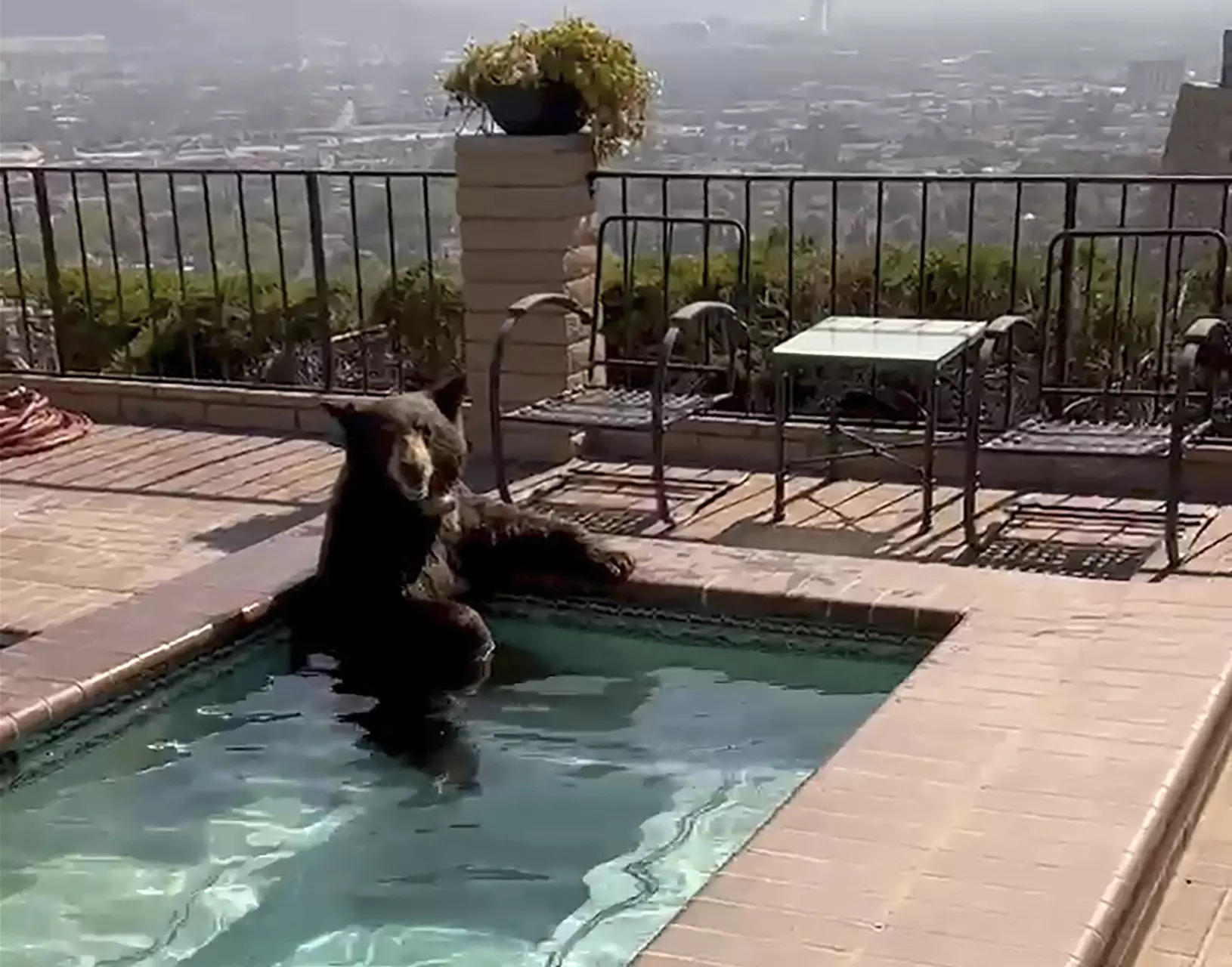 Bear Takes a Dip