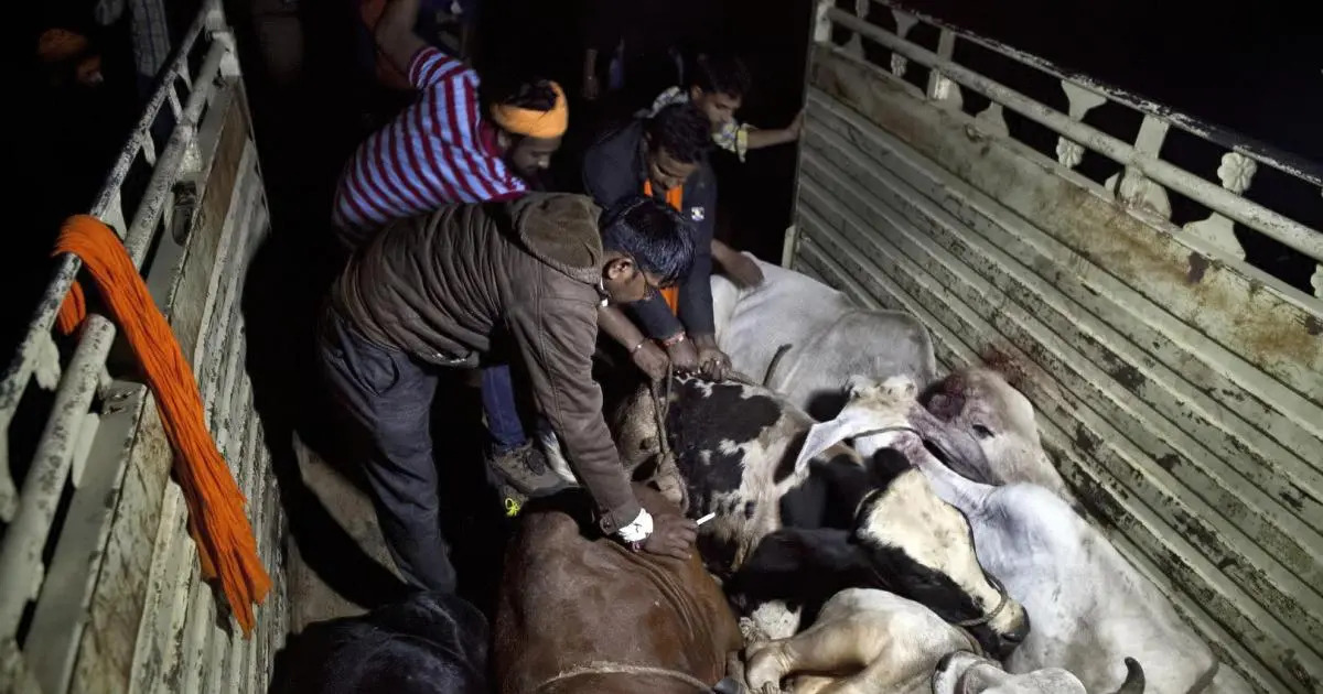 Cow vigilantes attacked meat transporters to extort money