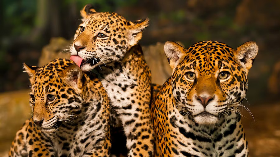 Death of leopard cubs