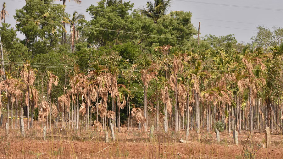 Karnataka crop survey