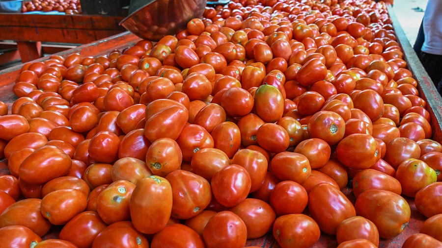 Rs 200 to Rs 10 Tomato farmers