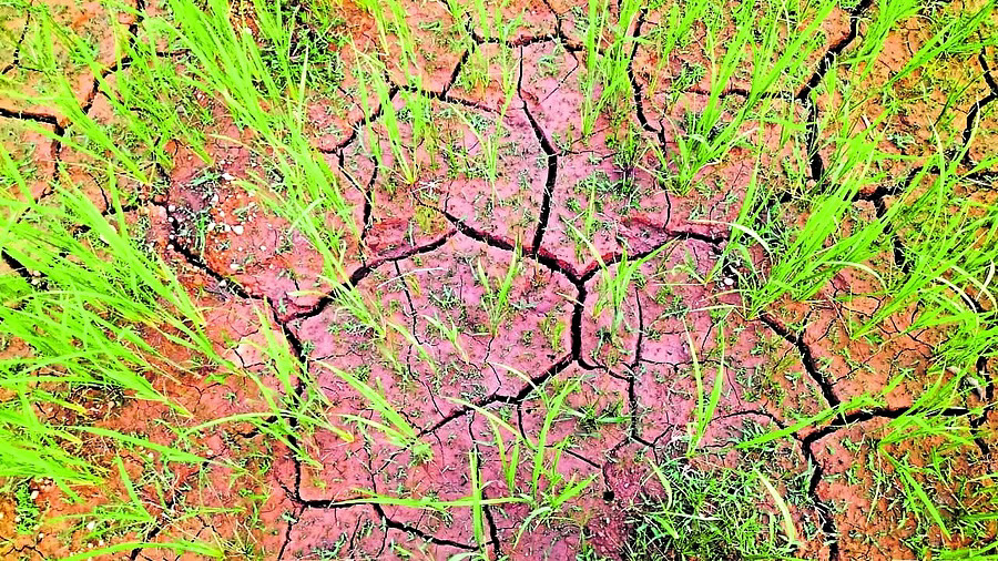 Scanty rain sows seeds