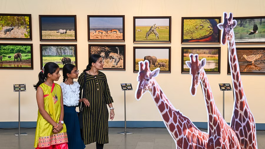 Wildlife week Photo exhibition revives animal world