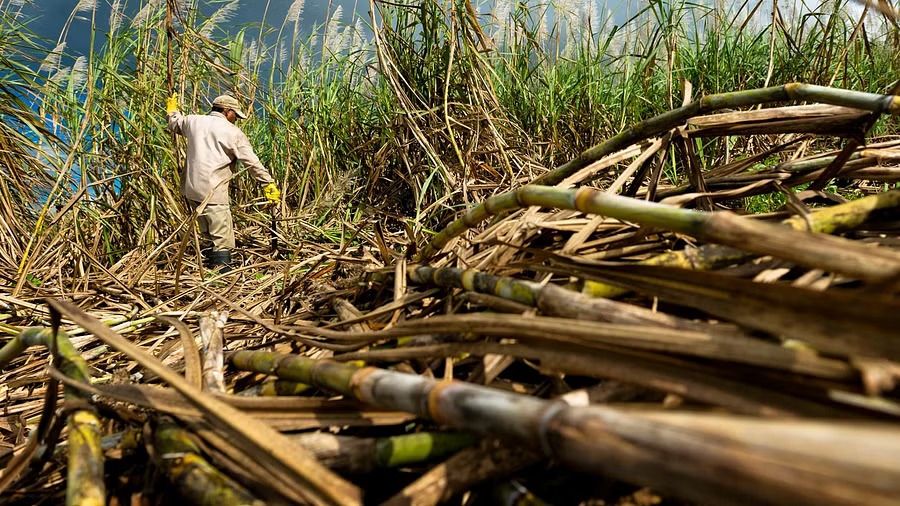 Burning sugarcane likely behind mystery kidney disease in agricultural workers