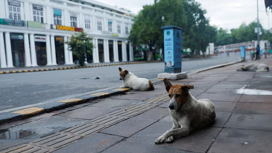 Civic body opposes geotagging of strays in Bengaluru