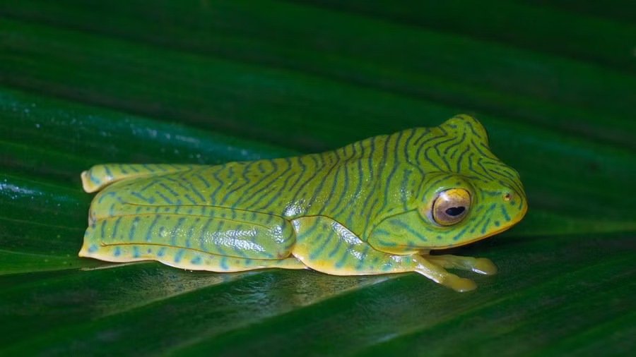 Elusive dancing frogs of Western Ghats a threatened specie