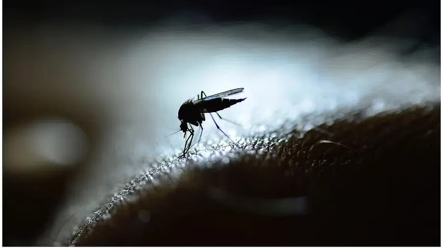 Jharkhand reports 70 fresh cases of dengue