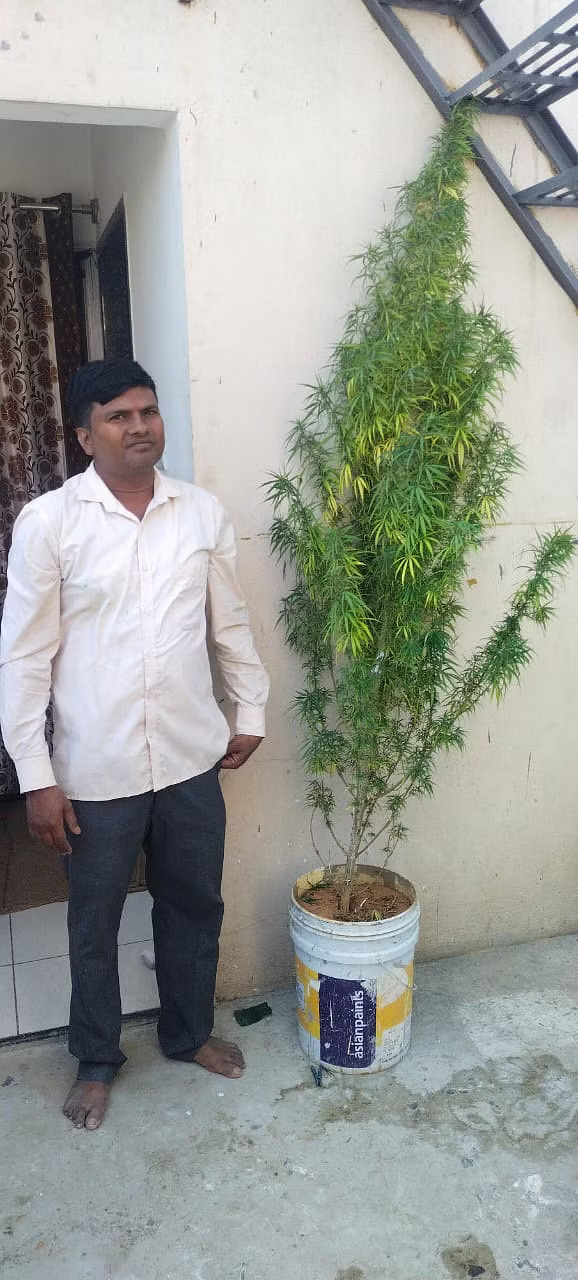 Man arrested for growing ganja