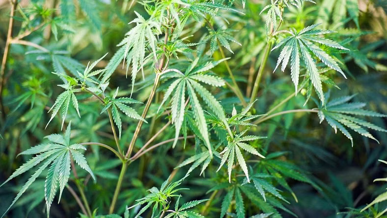 Over 10 quintal of cannabis grown in Yavatmal crop farms seized 4 persons booked