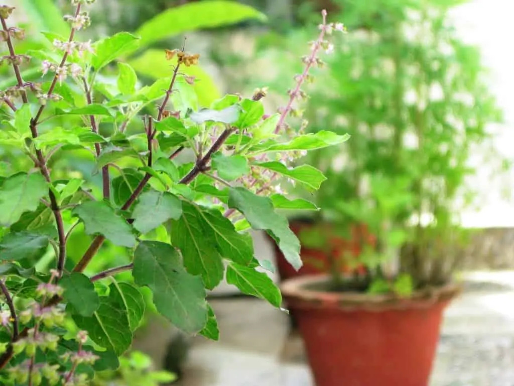 10 medicinal leaves in neighborhood that are more potent than medicines