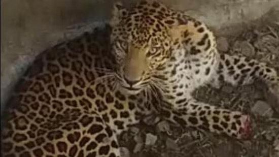 7-yr-old injured after leopard attack in Tumakuru