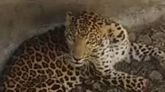 Another Leopard spotted in Bengaluru forest officials launch the search ops