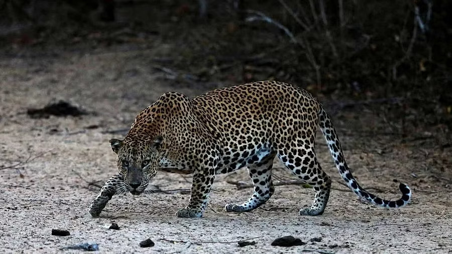 Cages set up after leopard sightings in Nelamangala