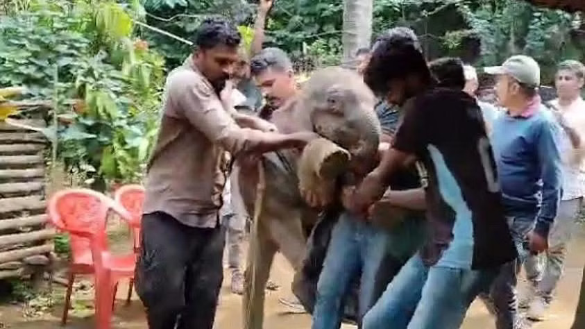 Elephant calf reunited with its mother in Virajpet in Karnataka