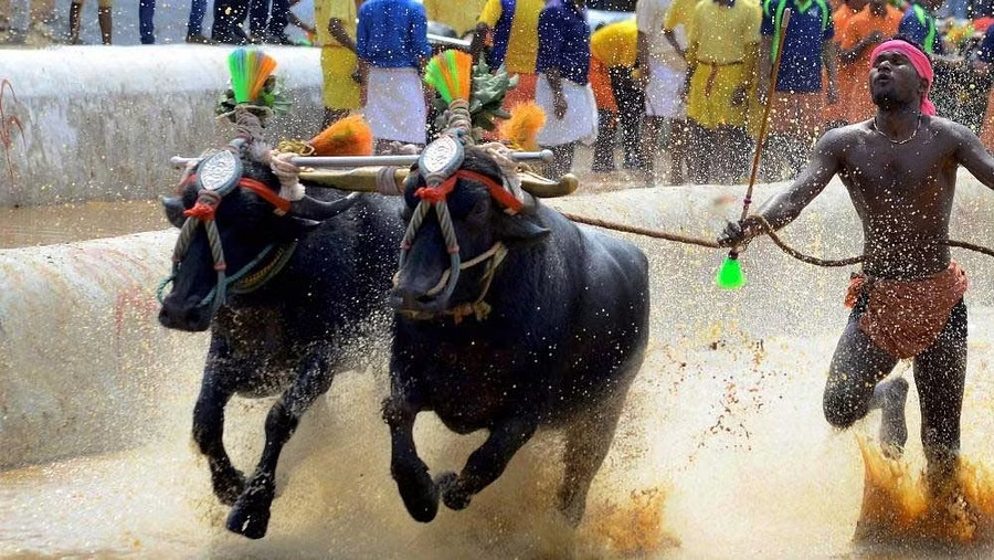 Eleven pairs of buffaloes emerge victorious in first-ever Kambala held in Bengaluru (1)