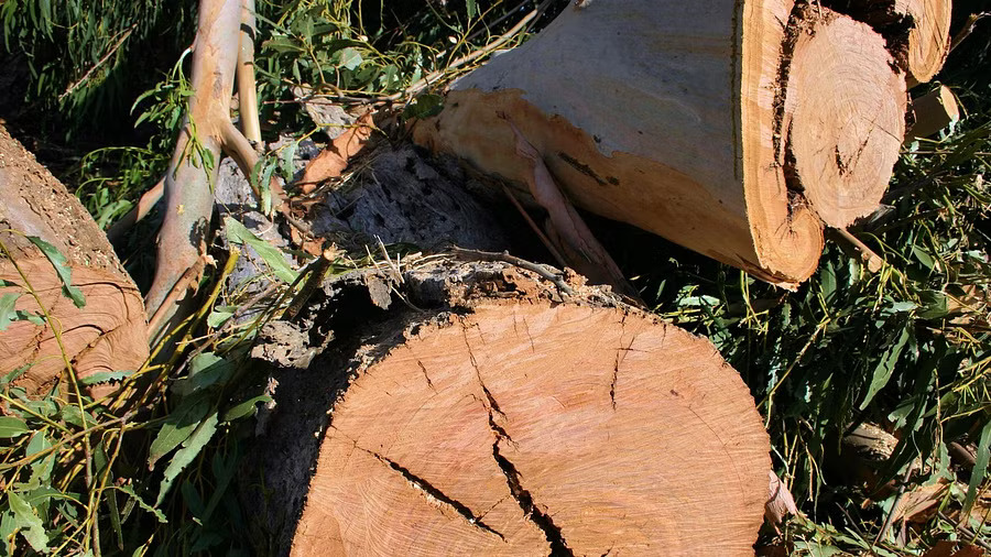 Forest Minister Orders Probe into Illegal Felling of Trees in Bengaluru