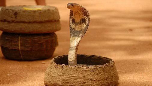 Man held for killing wife two-year-old daughter by releasing snake into room in Odisha