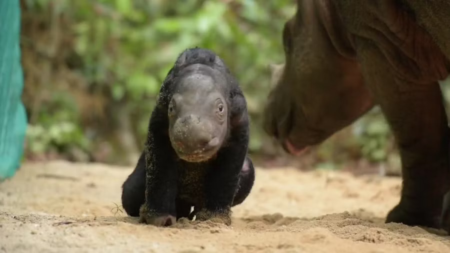 Second endangered Sumatran rhino born in Indonesian sanctuary boosting conservation efforts