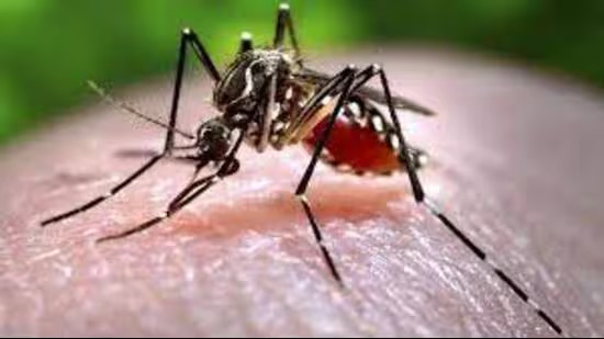 Situation under control Karnataka govt to health ministry amid zika scare