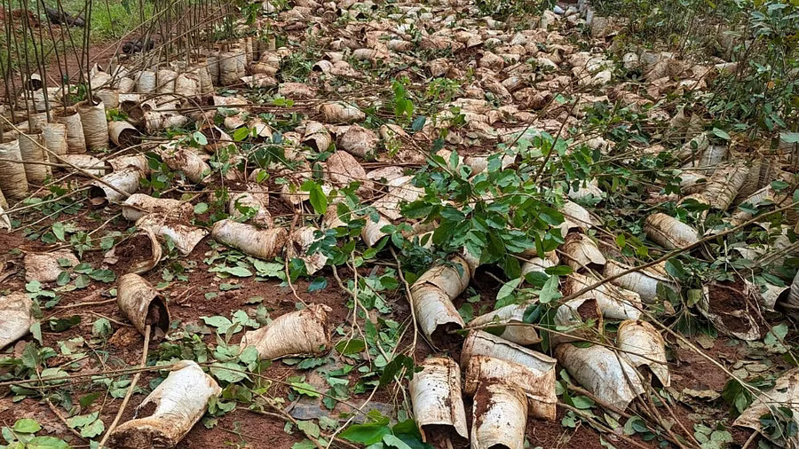 Wild elephant damages saplings in nursery in Jalsur