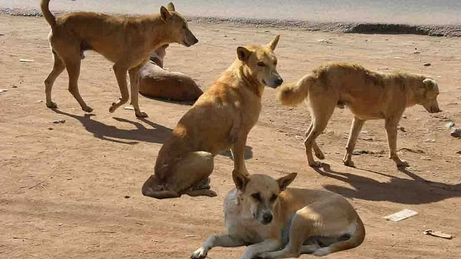 Bengaluru reports over 15285 dog bite cases