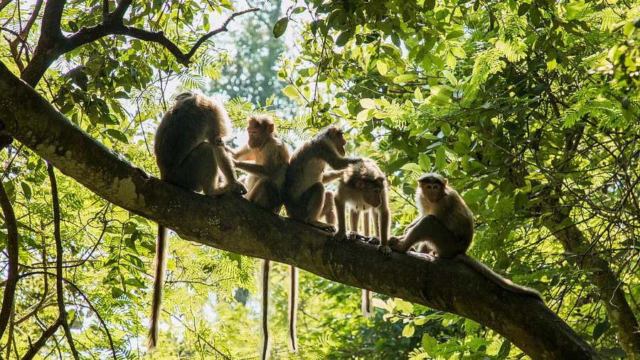 Carcass of over 28 monkeys found in Karnatakas Sullia samples sent for testing KFD poison