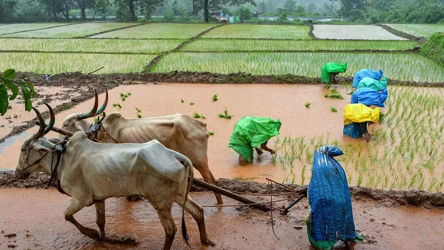 Climate change threatens Indias agricultural sector report finds