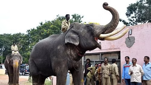 Dasara jumbo Arjuna assisted in capture of six out of nine elephants in operation before his death