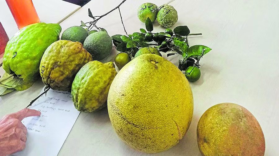 Declare Sakkare Kanchi heritage fruit of Western Ghats Activists