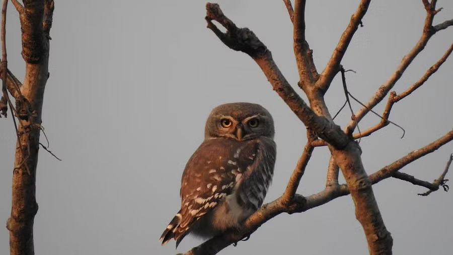 Endangered Forest Owlet recorded in Maharashtras Melghat