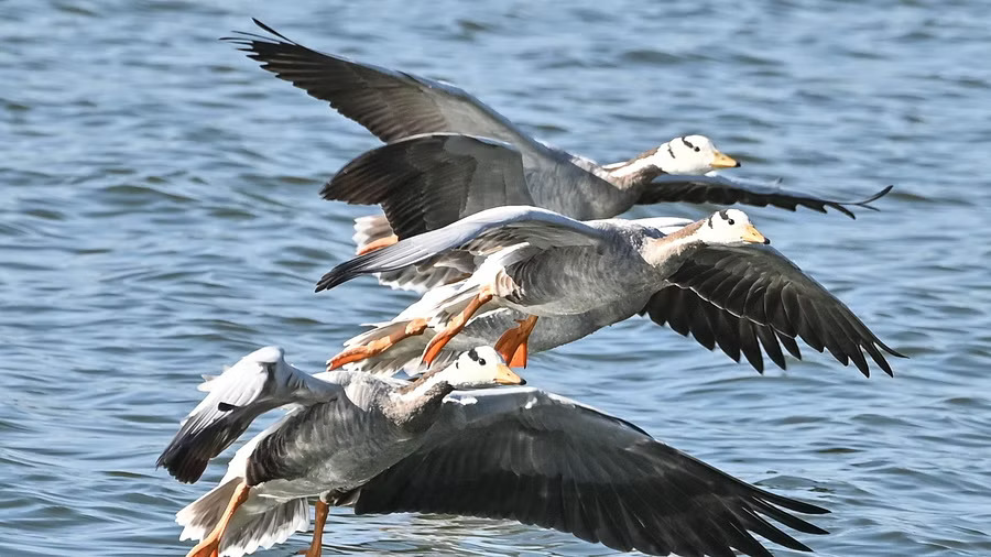 As drought hurts migratory bird arrivals dwindle