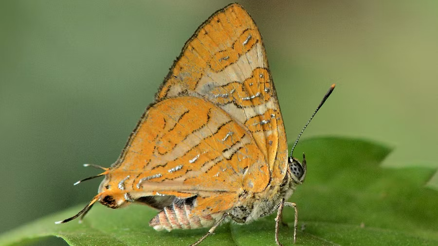 Bengaluru biologists spot new butterfly species in Coorg first one in the Western Ghats in four decades