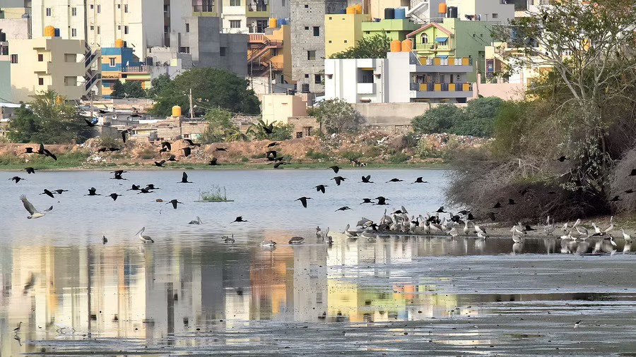 Fencing gaps threaten rejuvenated lakes finds survey