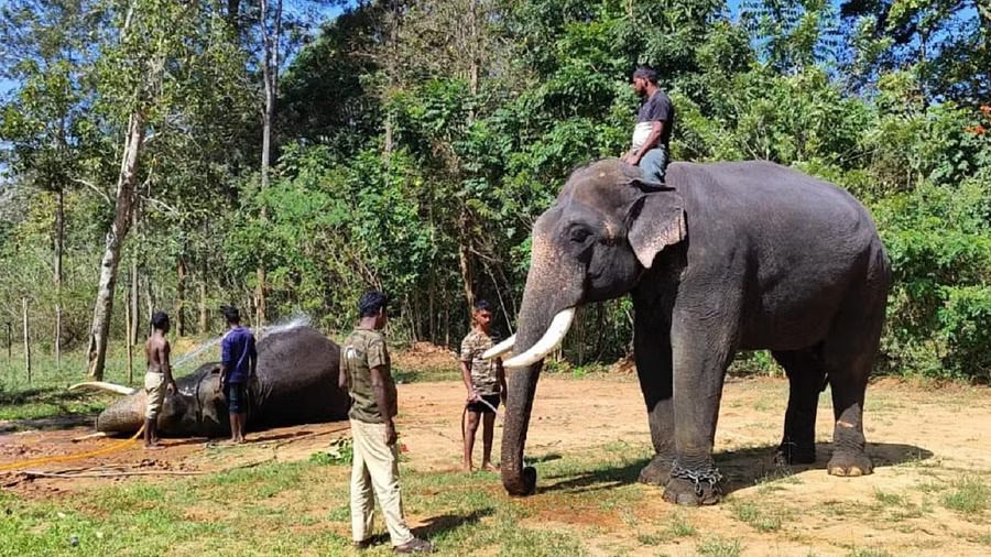 Forest department to resume operation to capture wild jumbos today