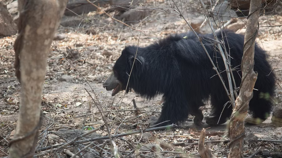 Karnataka farmer attacked by 3 bears injured