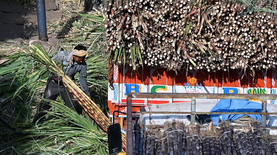 Makar Sankranti Festive cheer bittersweet in Bengaluru with soaring sugarcane prices