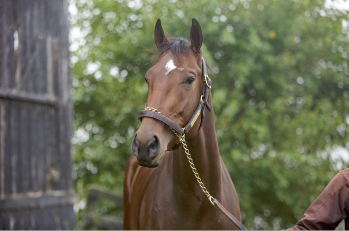 Big Blue Nation Rooting for UK-bred Averly Jane at the Breeders’ Cup