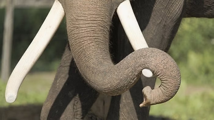 Karnataka to handover 6 kumki elephants to Andhra Pradesh